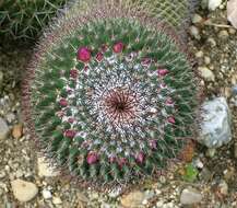 Image of Mammillaria carnea Zucc. ex Pfeiff.