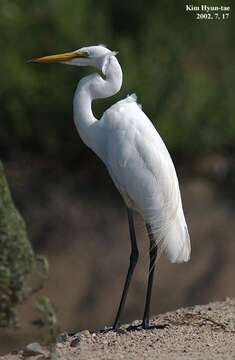 Image of Eastern great egret