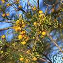 Imagem de Acacia tetragonophylla F. Muell.