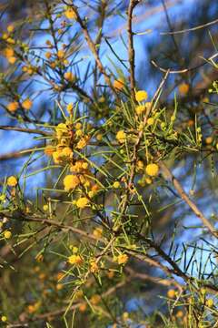 Plancia ëd Acacia tetragonophylla F. Muell.