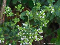 Image of Origanum vulgare subsp. hirtum (Link) A. Terracc.