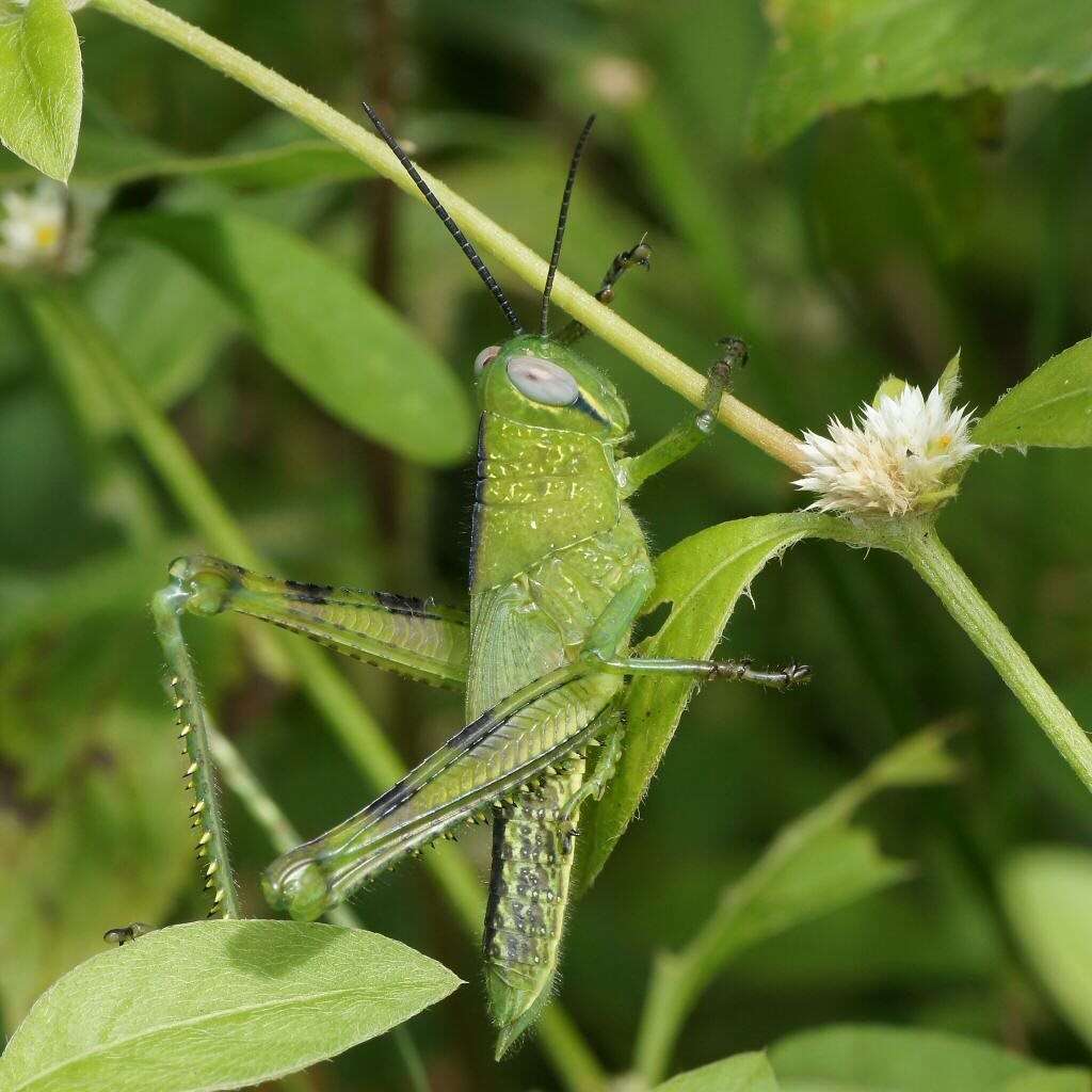 Image of Valanga irregularis (Walker & F. 1870)