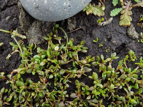 Image of Montia fontana subsp. fontana