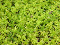 Image of great hairy screw-moss