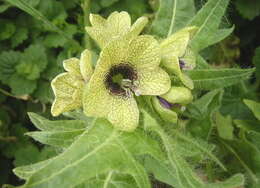 Image of black henbane