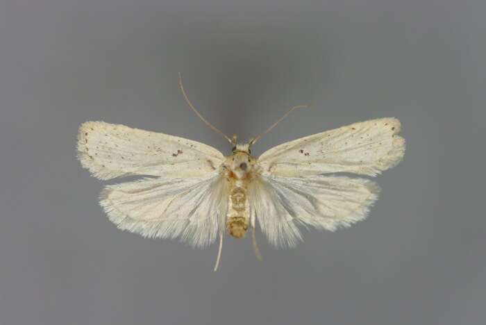 Image de Agonopterix nodiflorella Milliére 1867