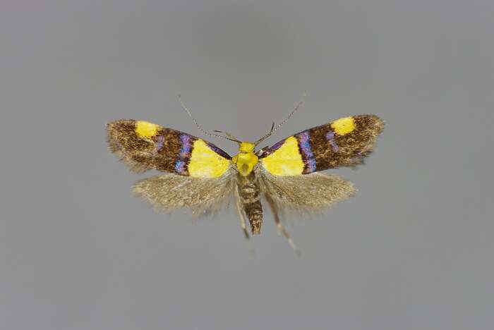 Image of Oecophora bractella Linnaeus 1758