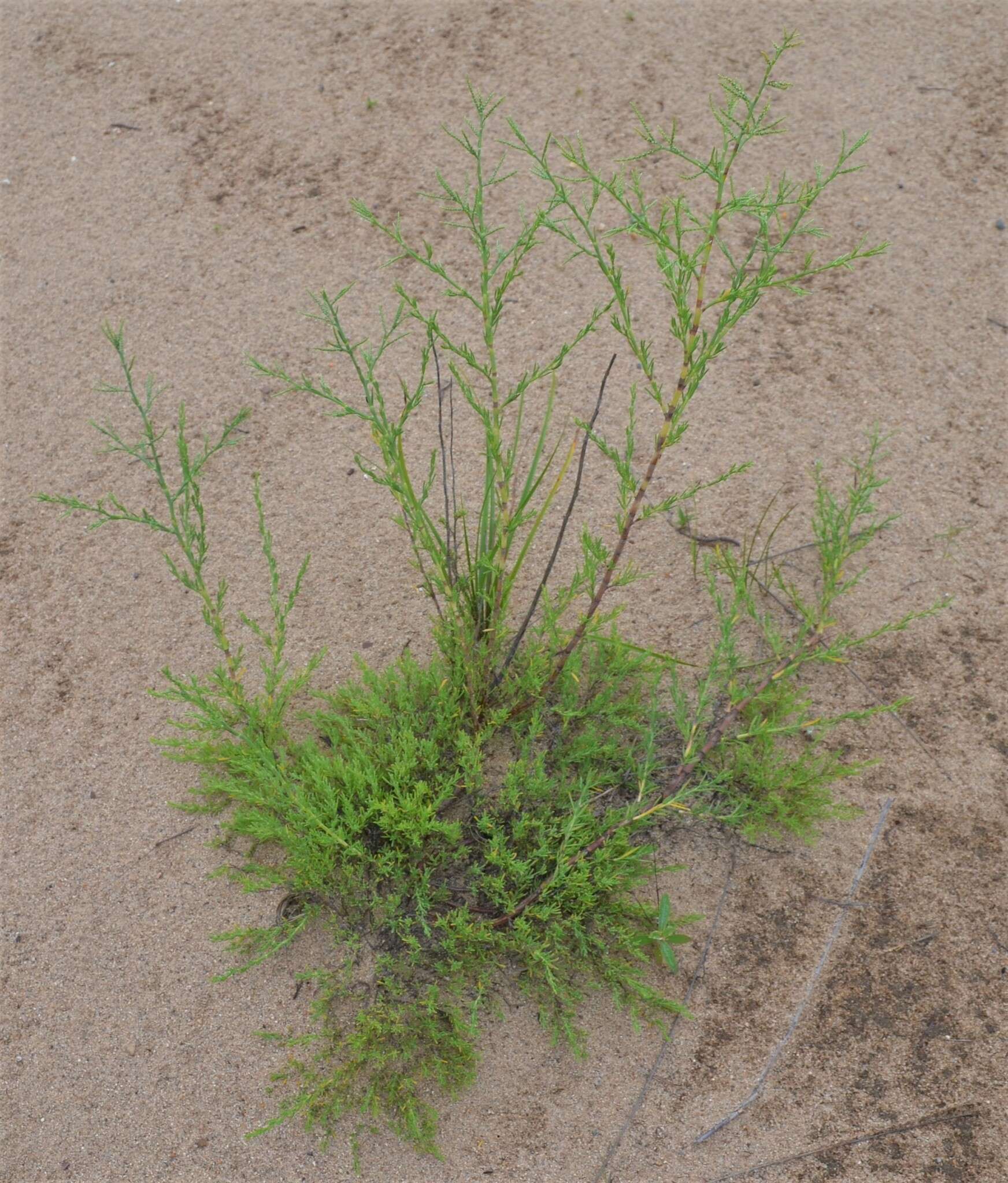 Image of southern jointweed