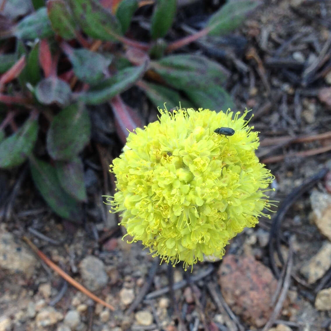 Imagem de Eriogonum flavum Nutt.