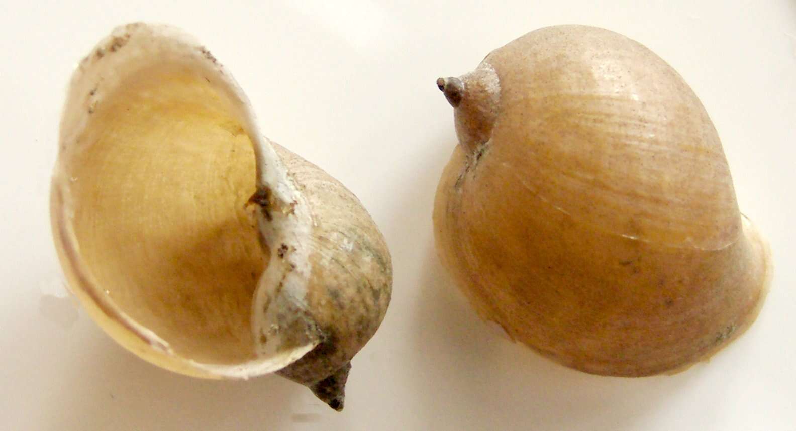 Image de Radix auricularia (Linnaeus 1758)