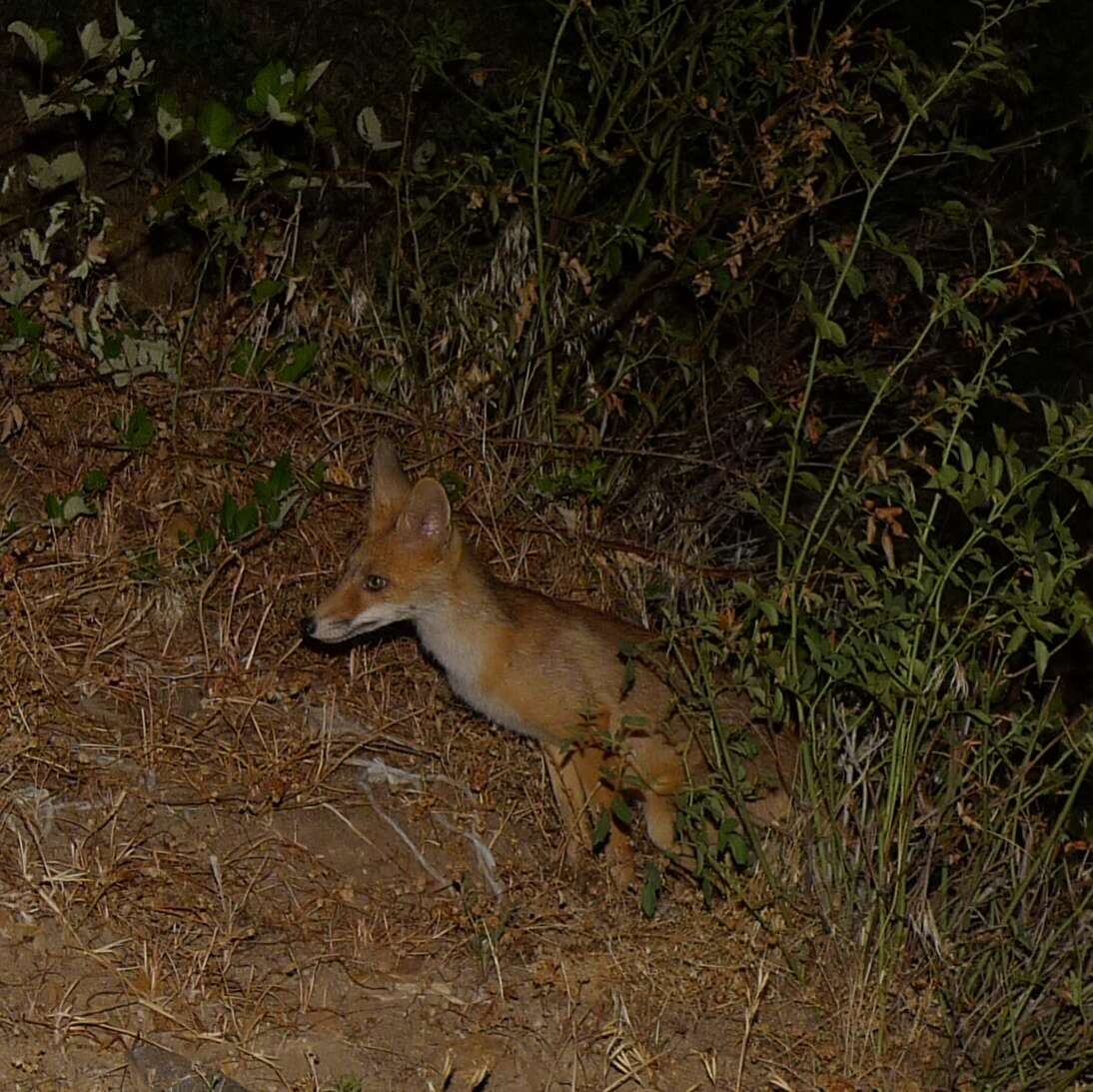 Image of Foxes