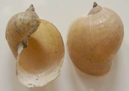 Image de Radix auricularia (Linnaeus 1758)