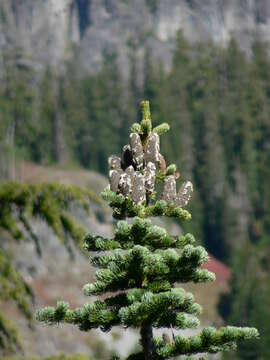 Image of subalpine fir