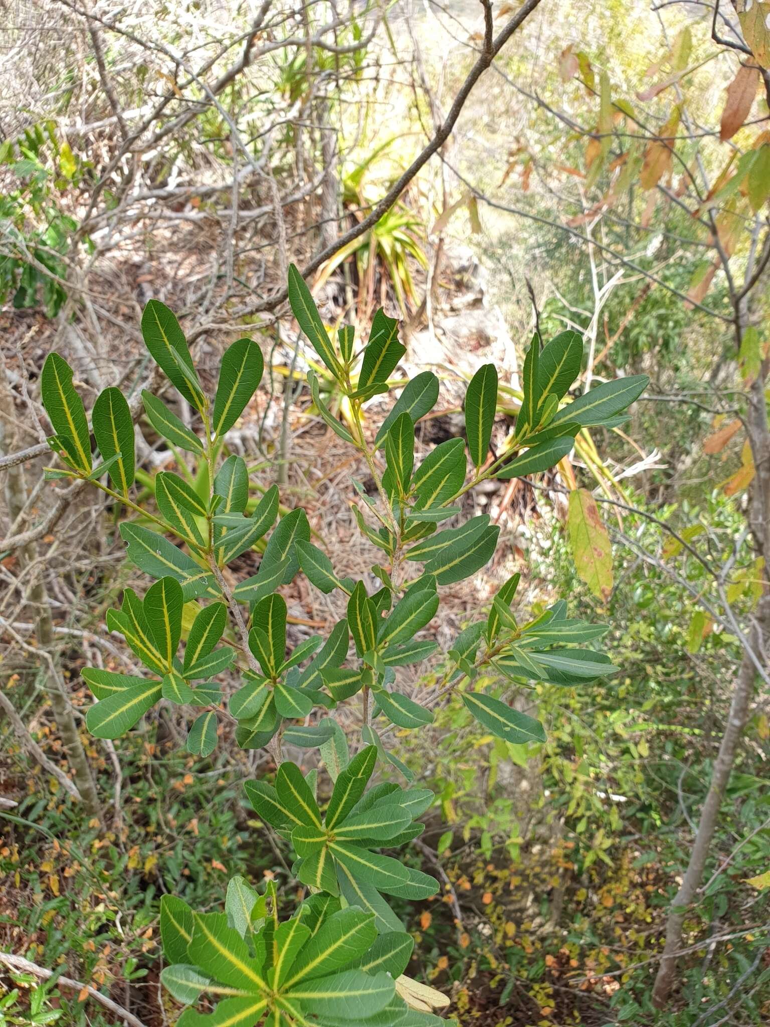 Image of Nesogordonia pachyneura Capuron ex L. C. Barnett