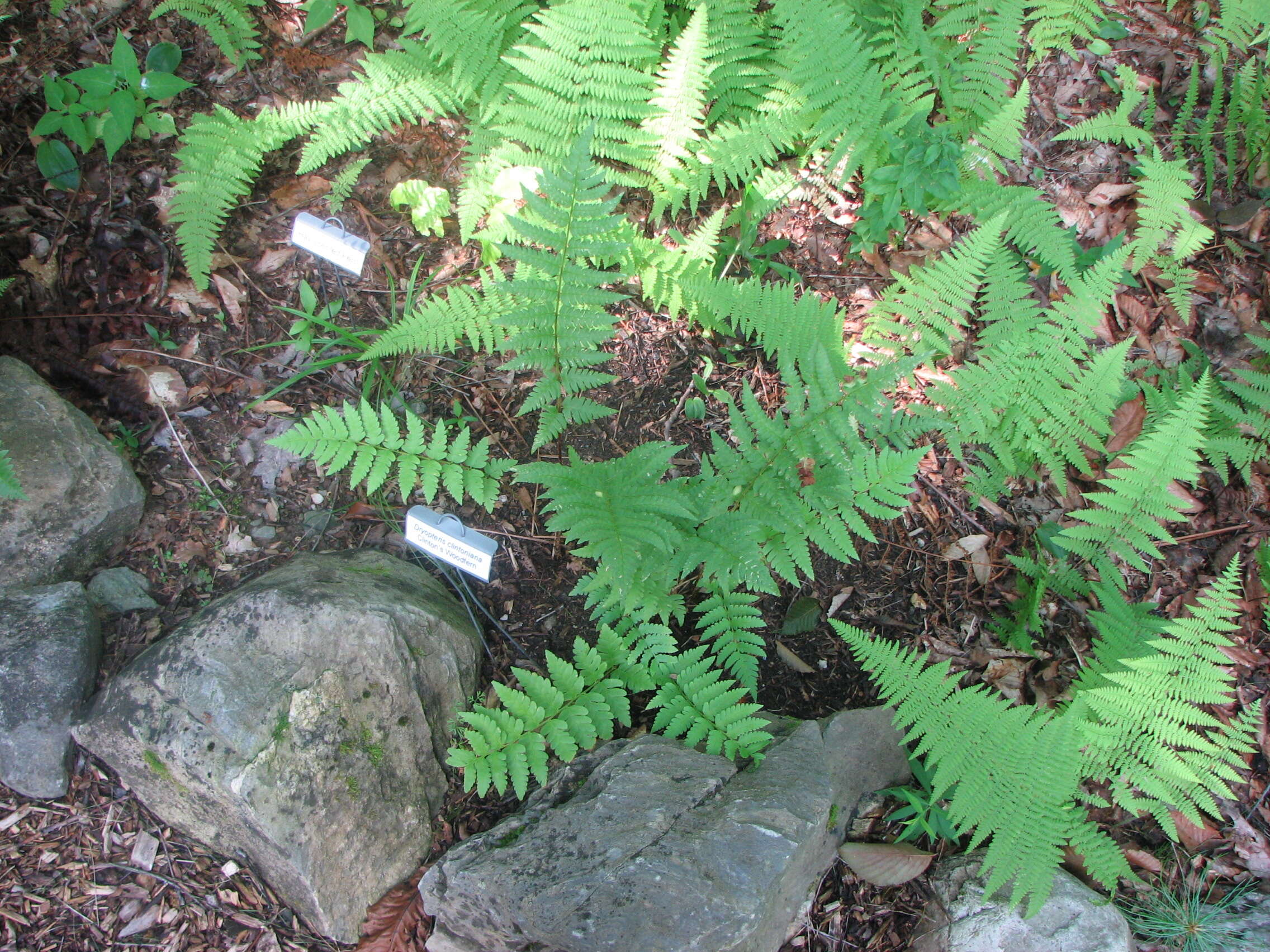 Image de Dryopteris clintoniana (D. C. Eat.) Dowell