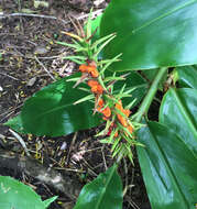 Слика од Hedychium gardnerianum Sheppard ex Ker Gawl.