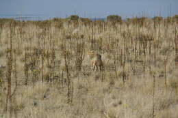 Imagem de Canis latrans mearnsi Merriam 1897