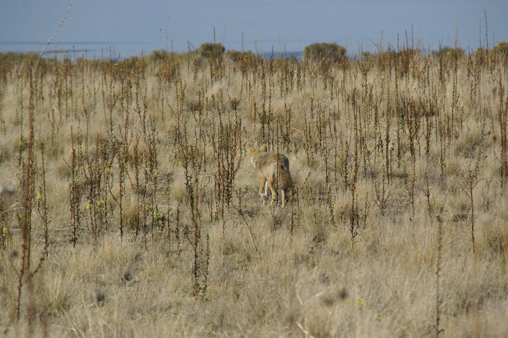 Imagem de Canis latrans mearnsi Merriam 1897