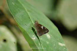 Notocrypta feisthamelii Boisduval 1832 resmi