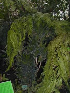 Image of fragrant dracaena