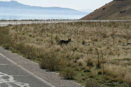 Imagem de Canis latrans mearnsi Merriam 1897