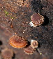 Image of Psathyrella echinata (Cleland) Grgur. 1997
