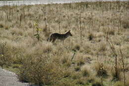 Image of Canis latrans mearnsi Merriam 1897