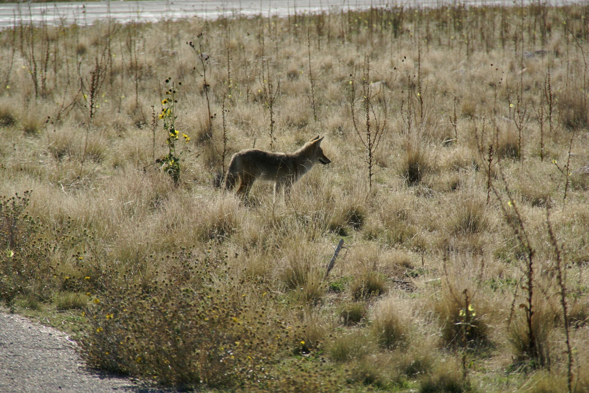 Imagem de Canis latrans mearnsi Merriam 1897