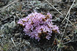 Douglasia gormanii Constance resmi