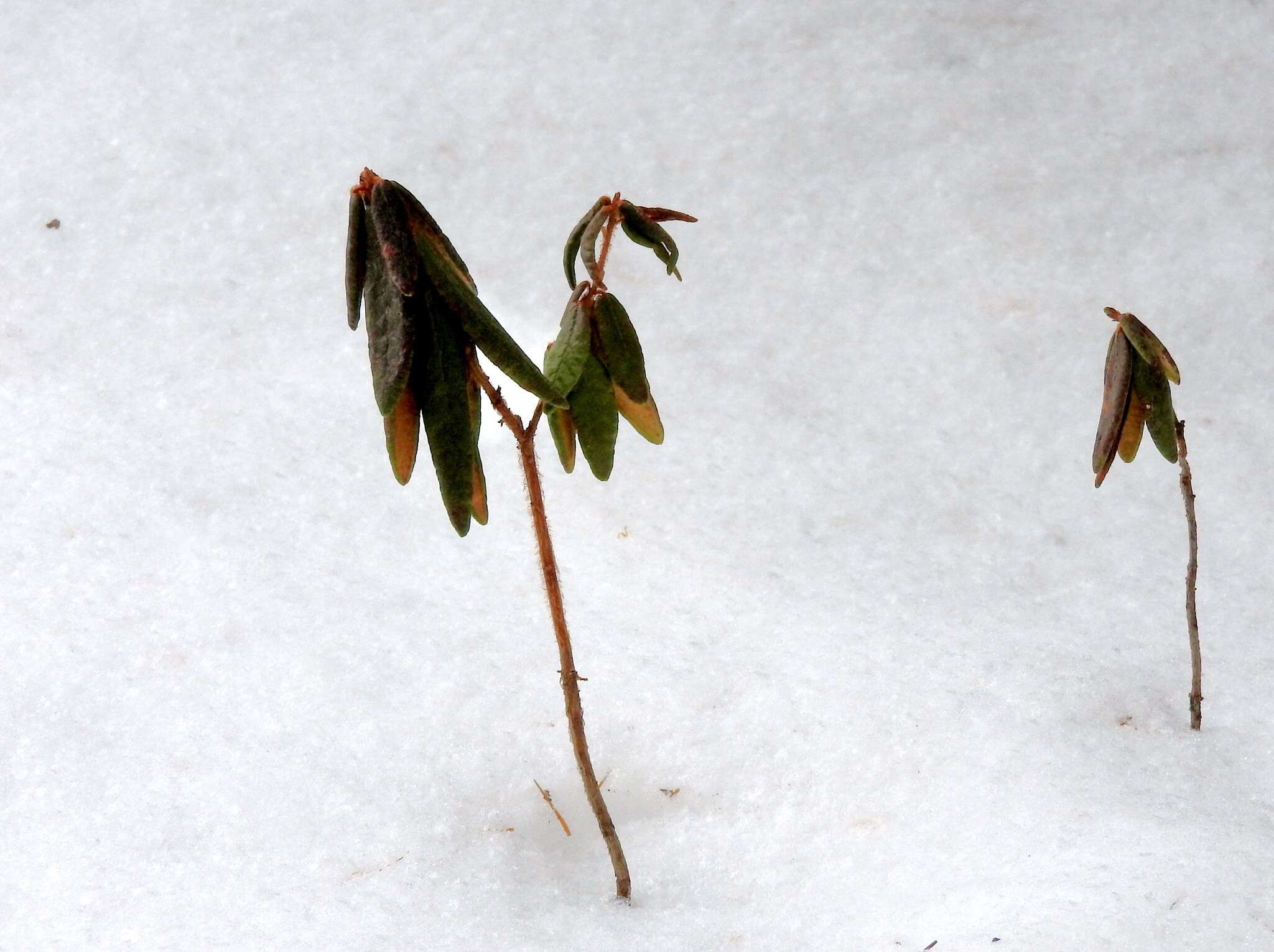 Image of Rusty Labrador-Tea