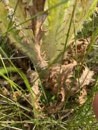 Image of Elk Thistle