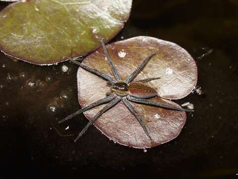 Plancia ëd Dolomedes facetus L. Koch 1876