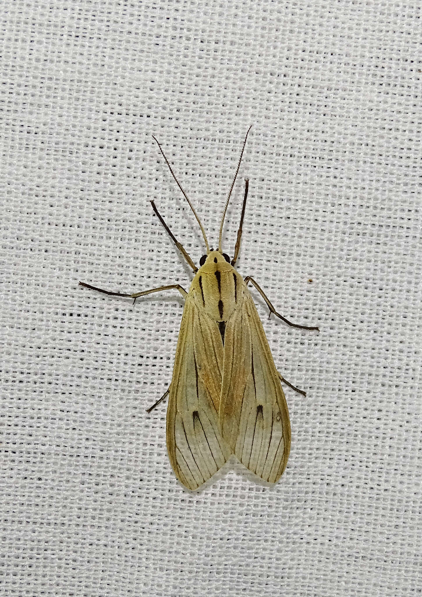 Plancia ëd Agaraea semivitrea Rothschild 1909