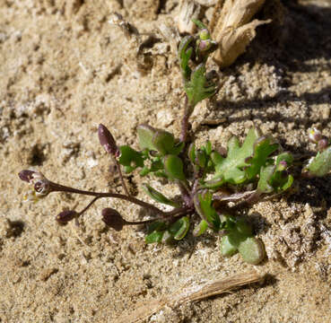 Imagem de Hornungia procumbens (L.) Hayek