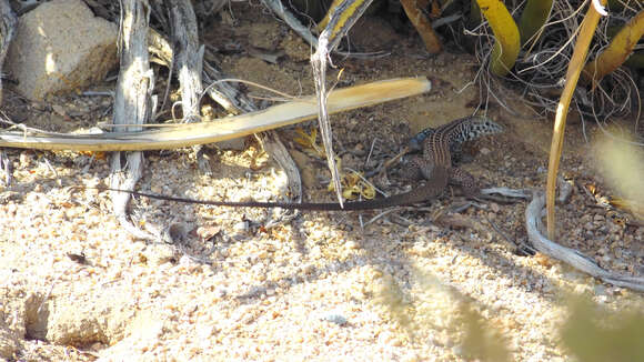 Sivun Aspidoscelis tigris tigris (Baird & Girard 1852) kuva