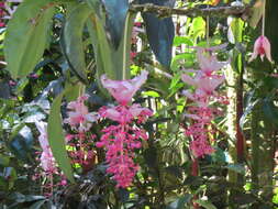 Image of showy medinilla