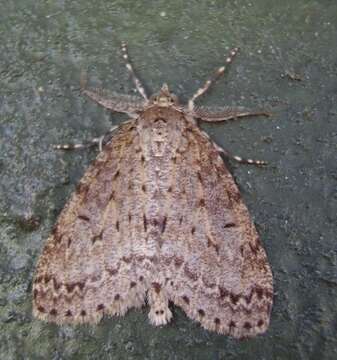 Image of common forest looper