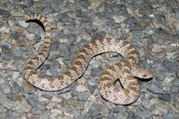 Image of Hooknose Snakes