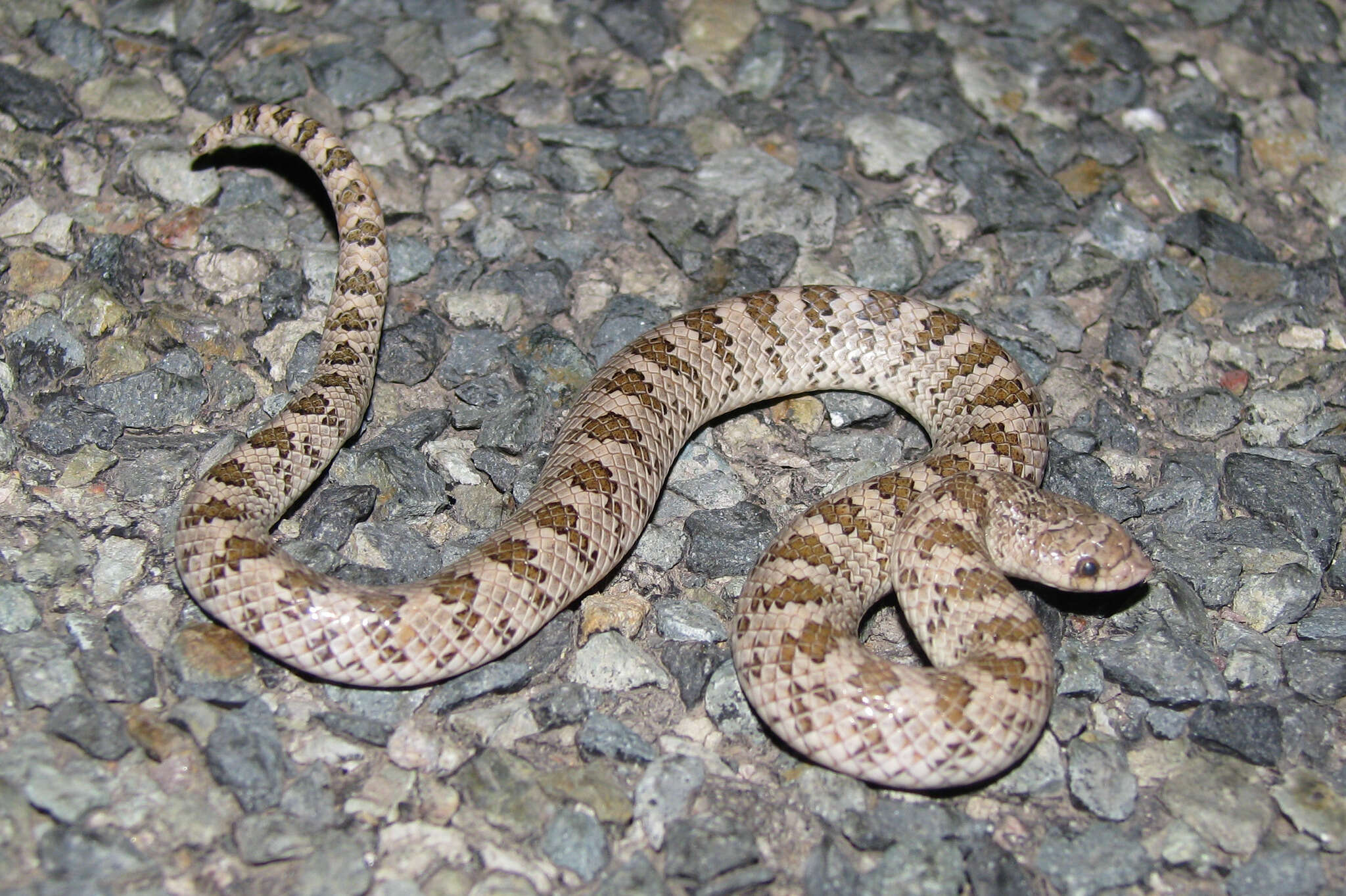 Image of Hooknose Snakes