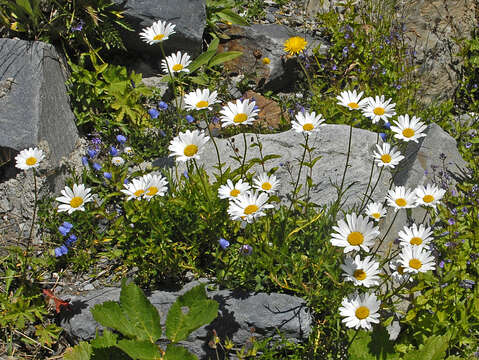 Image of Leucanthemum heterophyllum (Willd.) DC.