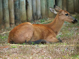 Image of Blastocerus Wagner 1844