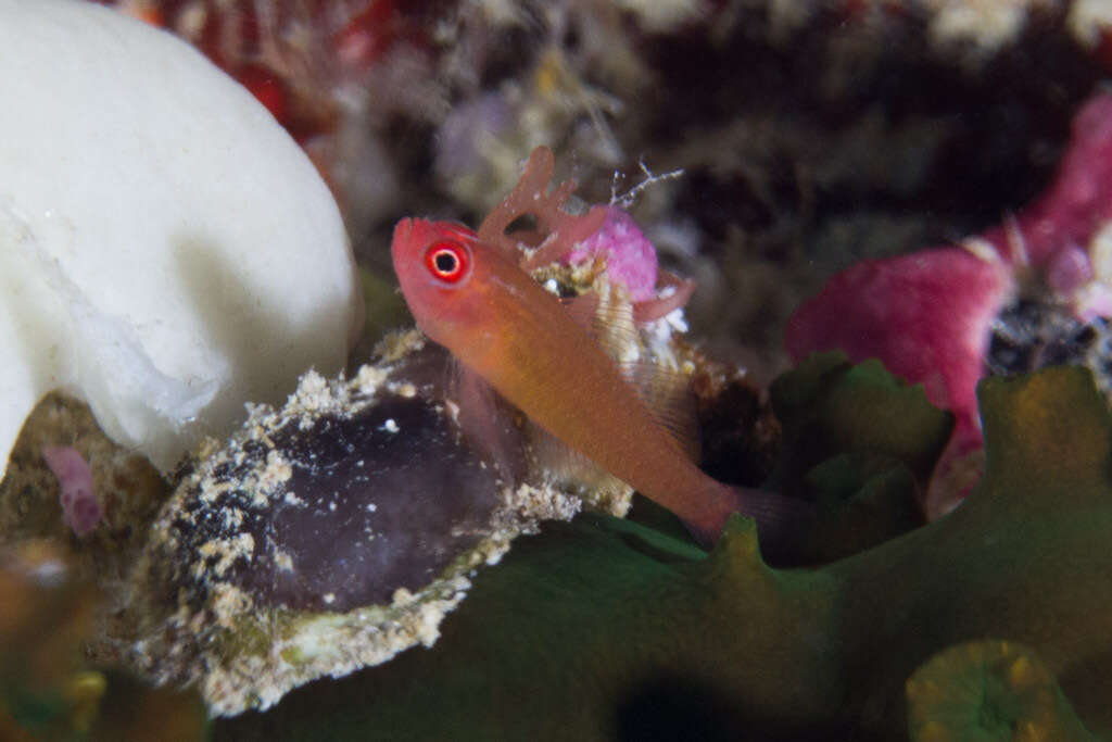 Image of Benjamin's goby