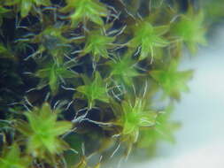 صورة Syntrichia ruralis Weber & D. Mohr 1803