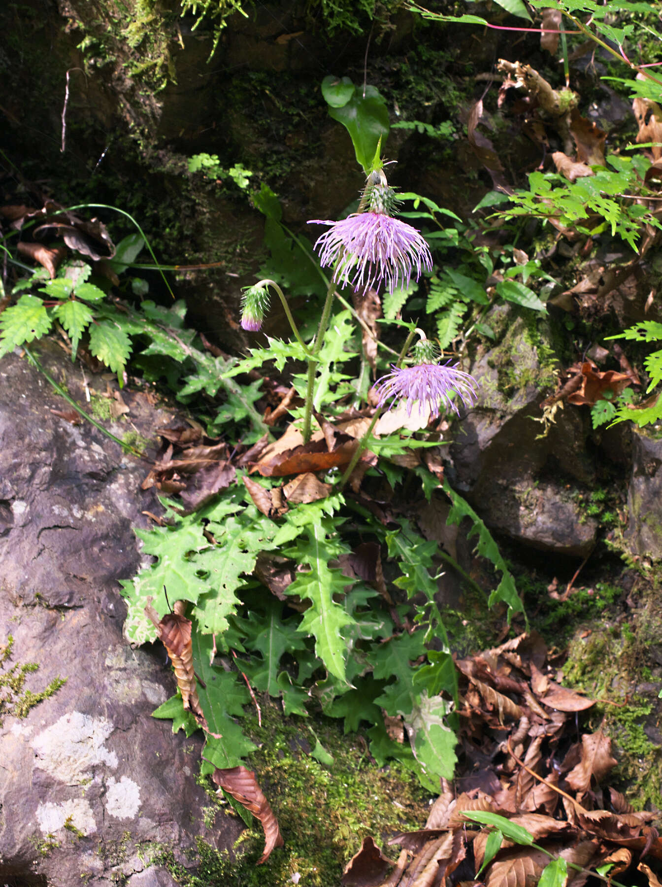 Plancia ëd Cirsium tashiroi Kitam.