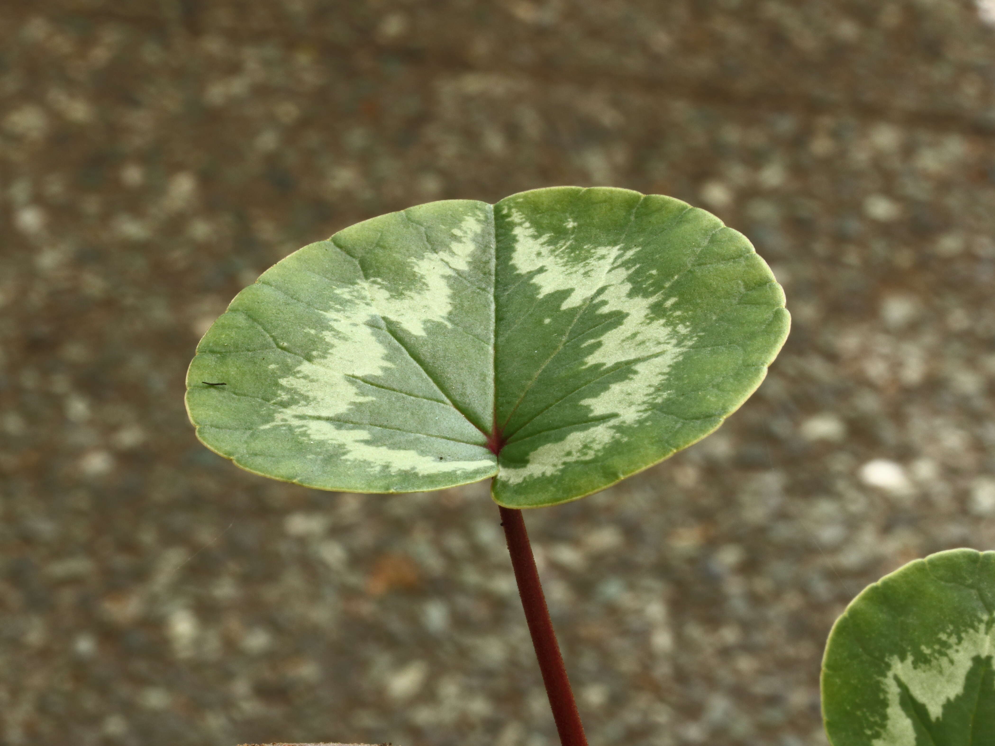 Image of Cyclamen coum Miller