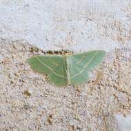 Image of Blackberry Looper Moth