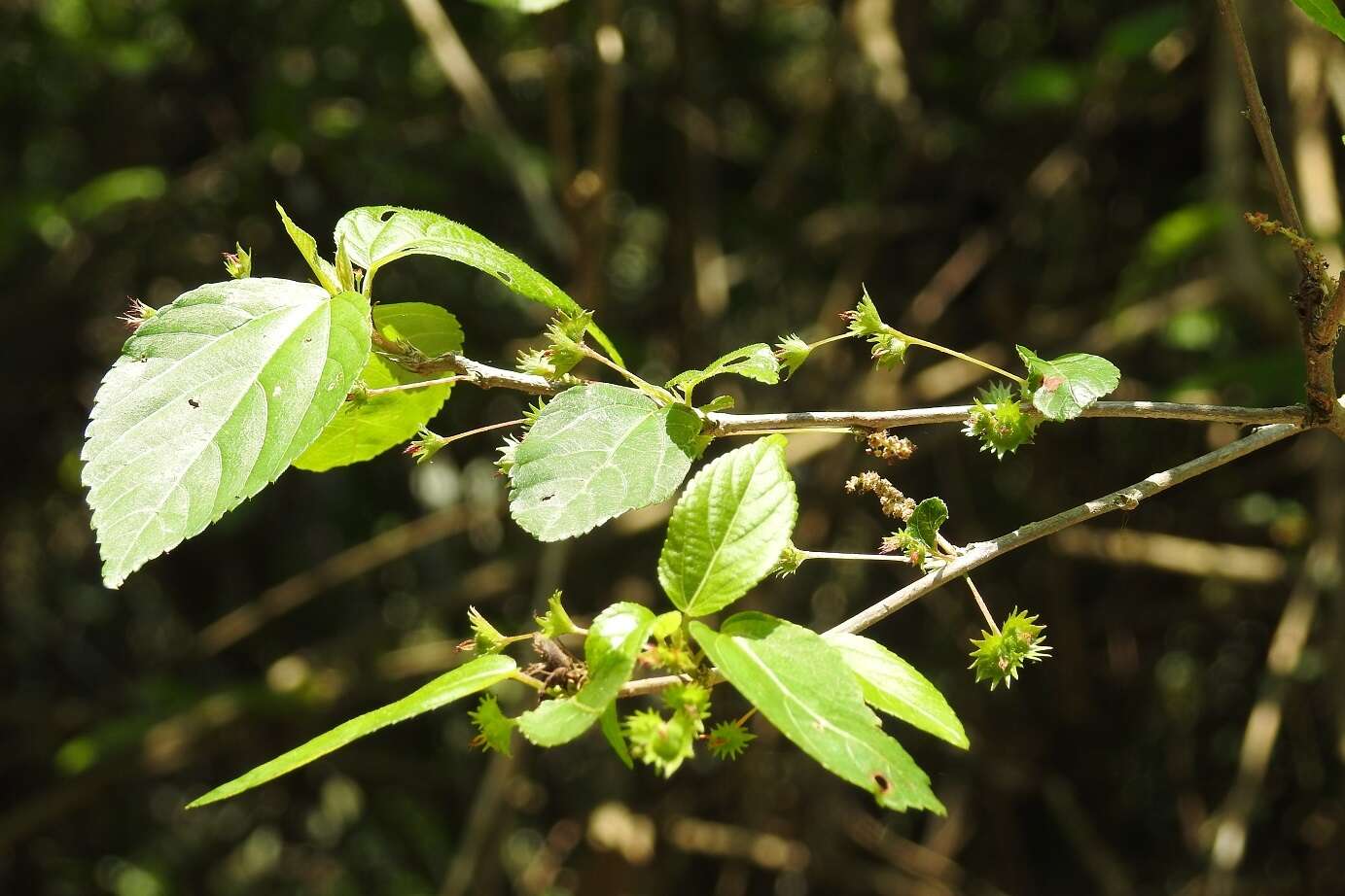 Imagem de Acalypha leptopoda Müll. Arg.