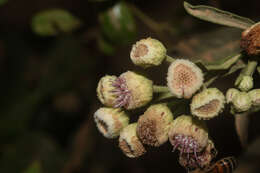 Image of Wing-Stem Camphorweed