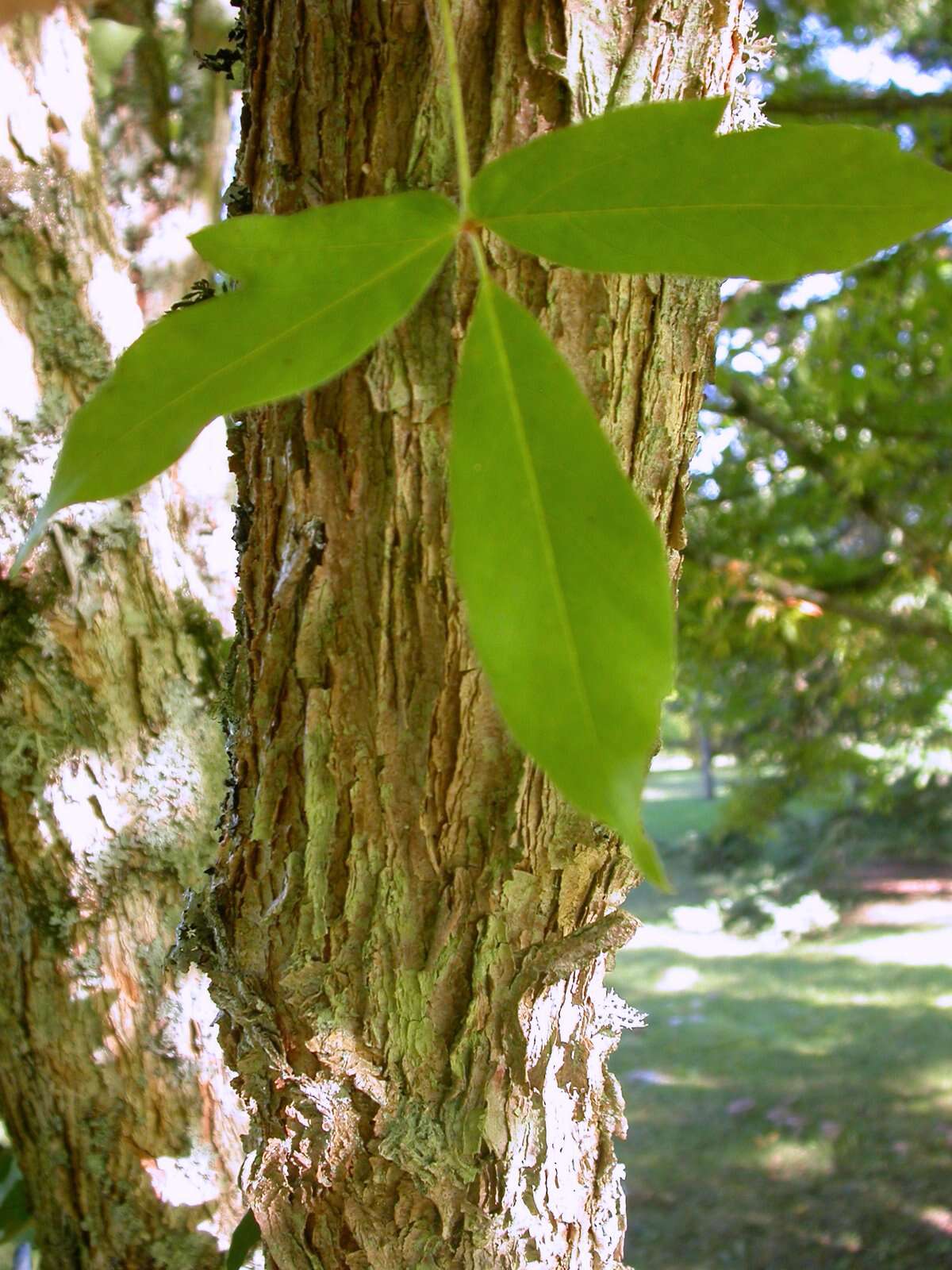 Imagem de Acer triflorum Kom.