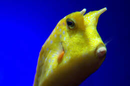 Image of Longhorn cowfish